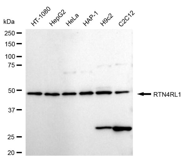 NgR3/NgRH2/RTN4RL1 Antibody (24GB1370)