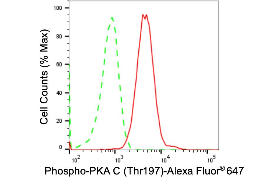 PKA C (pan) [p Thr197] Antibody (24GB1650)