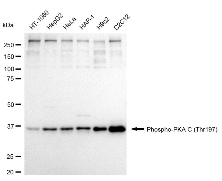 PKA C (pan) [p Thr197] Antibody (24GB1650)
