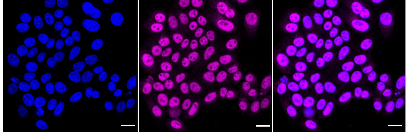 14-3-3 epsilon Antibody (24GB2120)