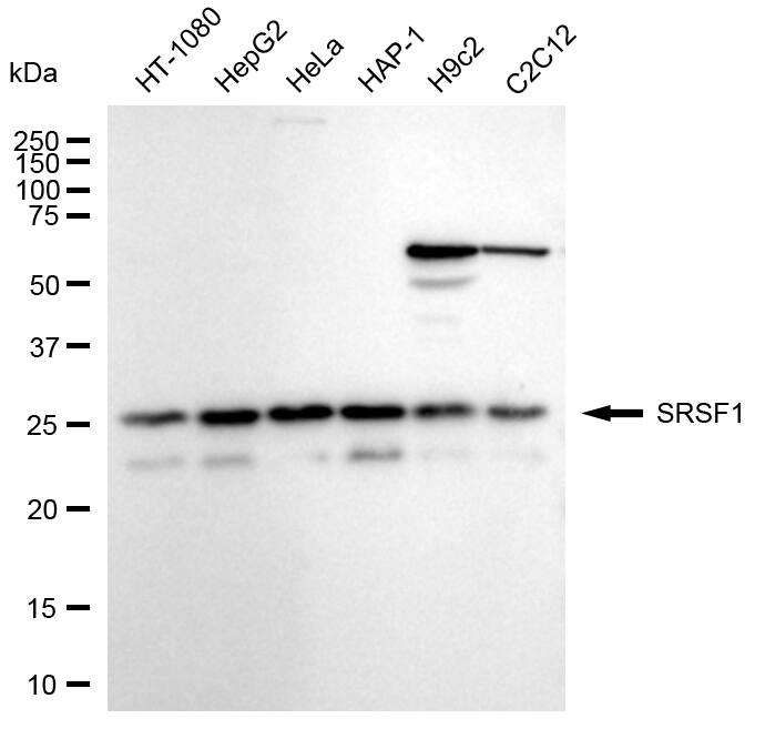 SF2 Antibody (24GB2255)