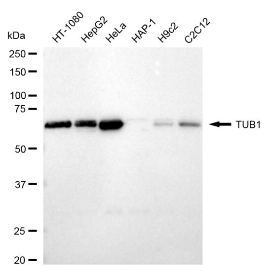 Tubby Antibody (24GB1795)