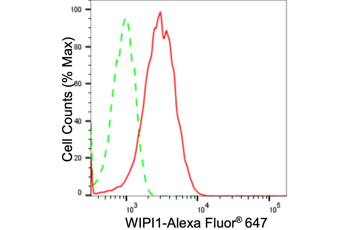 WIPI1 Antibody (24GB2285)
