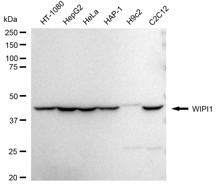 WIPI1 Antibody (24GB2285)