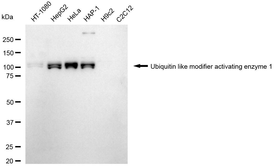 Ubiquitin-activating Enzyme/UBE1 Antibody (24GB2435)