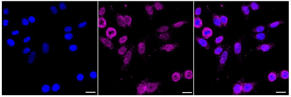 USF1 Antibody (24GB1890)
