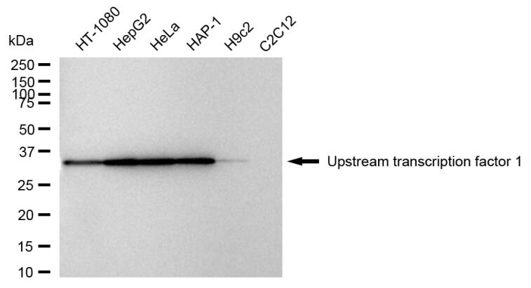 USF1 Antibody (24GB1890)