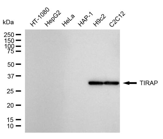 TIRAP Antibody (24GB2500)