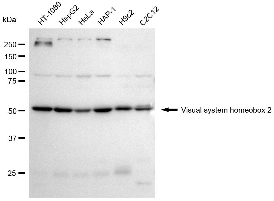 CHX10 Antibody (24GB2590)
