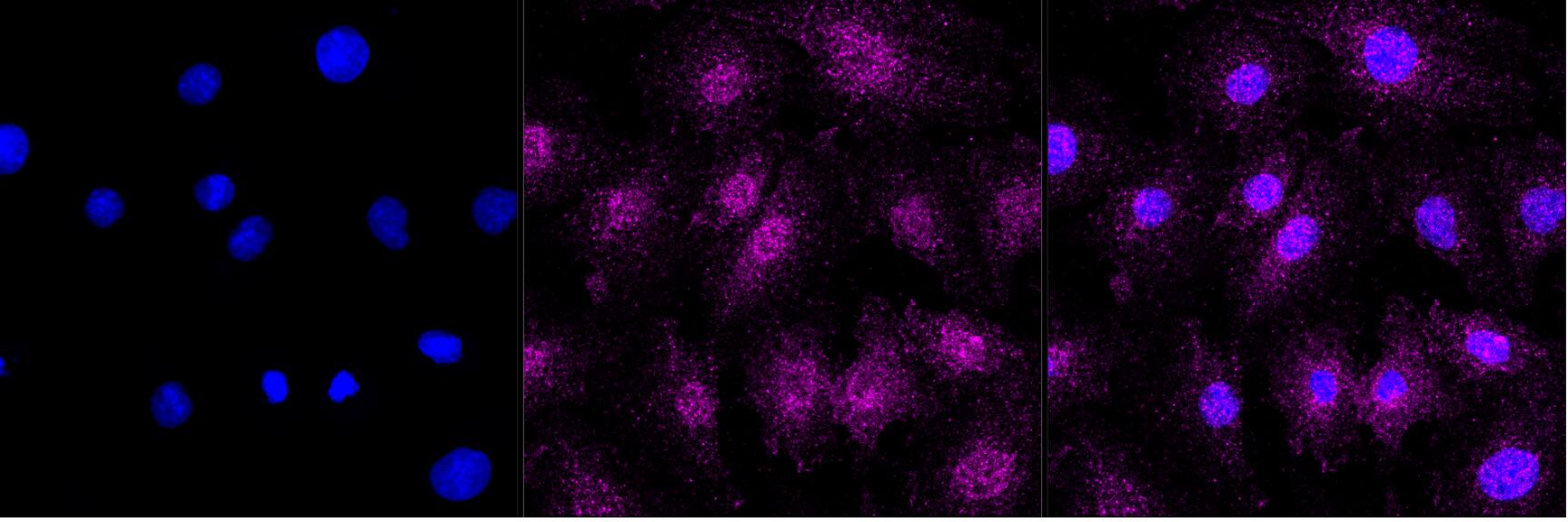 Syntaxin 3 Antibody (24GB2615)