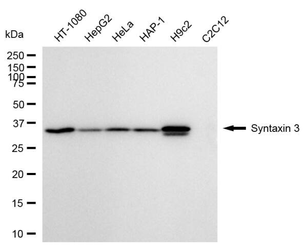 Syntaxin 3 Antibody (24GB2615)