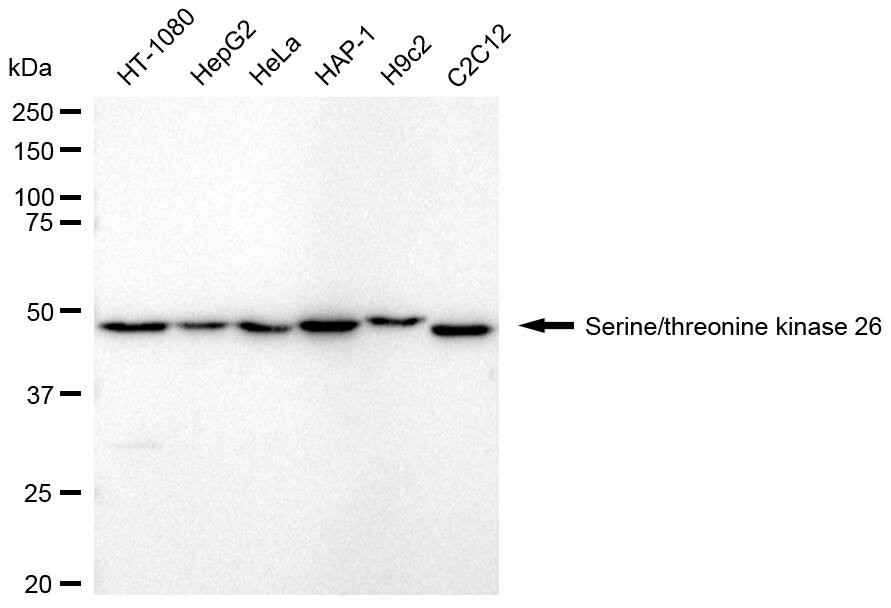 MST4 Antibody (24GB2295)