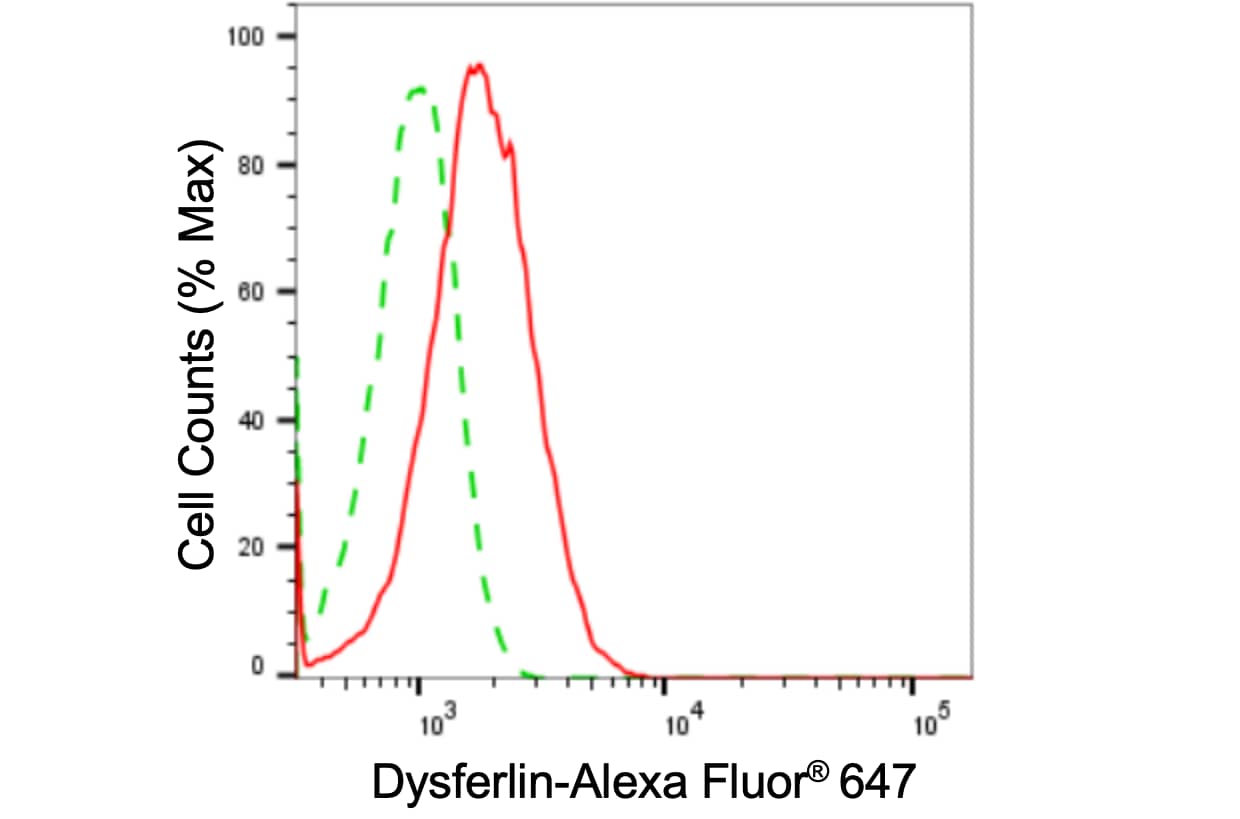 Dysferlin Antibody (24GB3235)