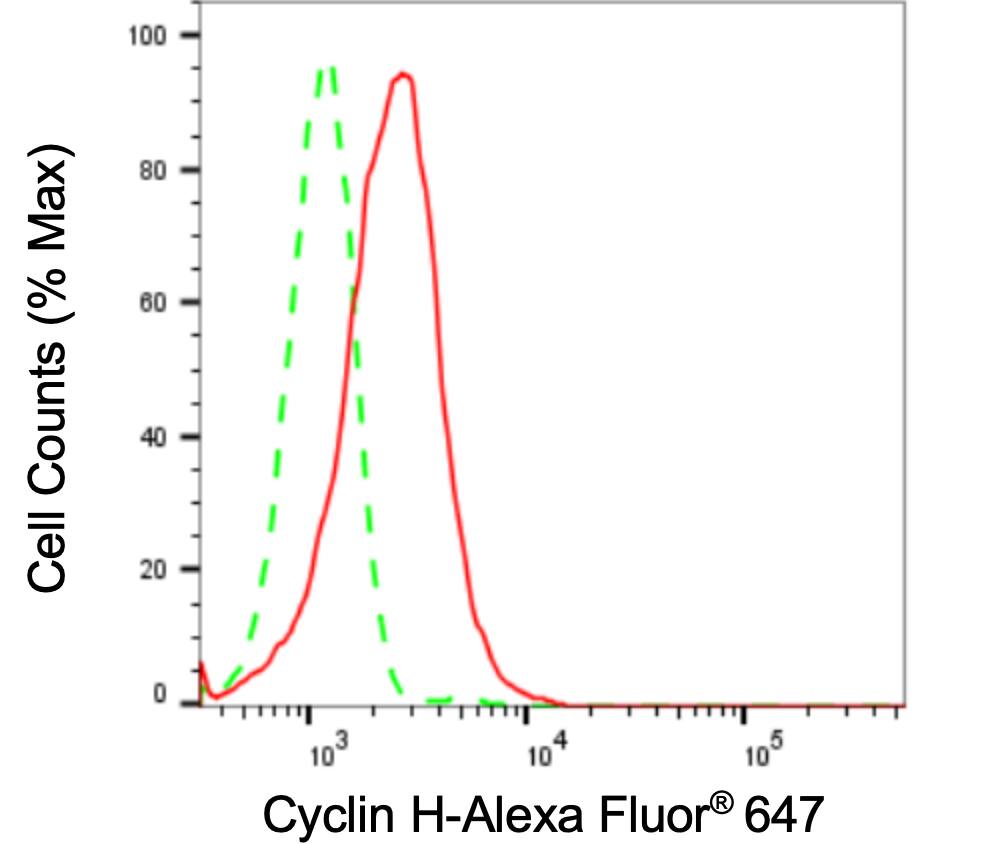 Cyclin H Antibody (24GB3305)