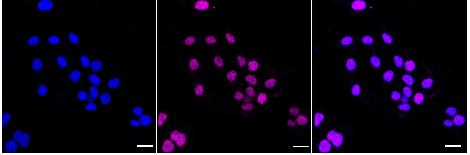 Cyclin H Antibody (24GB3305)