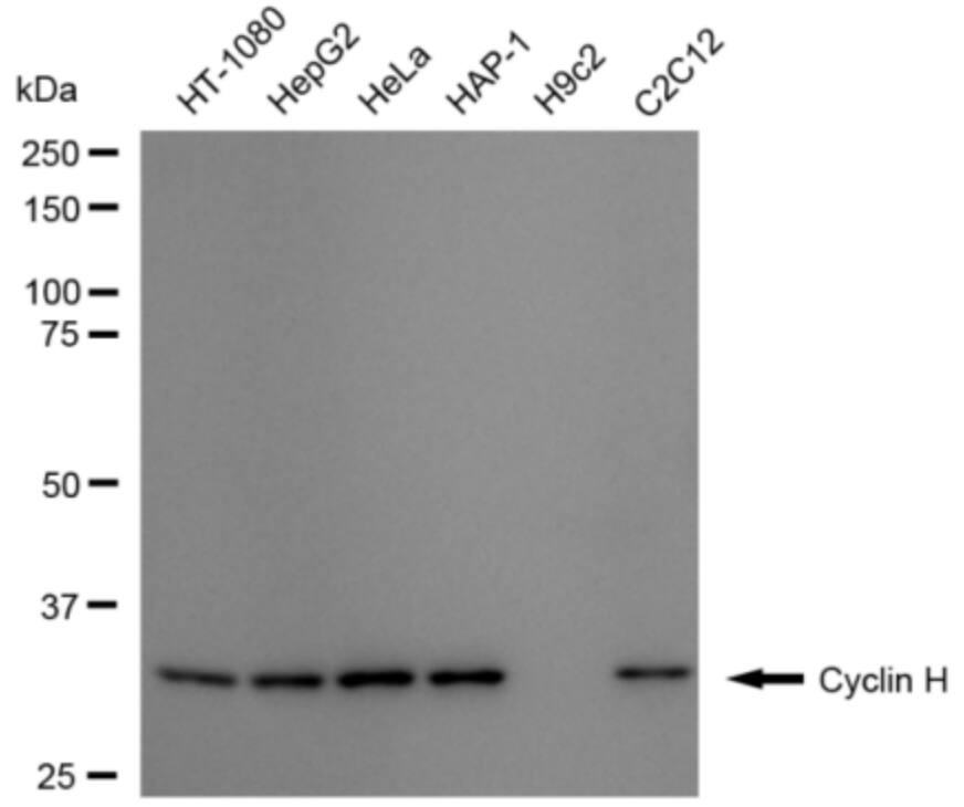 Cyclin H Antibody (24GB3305)