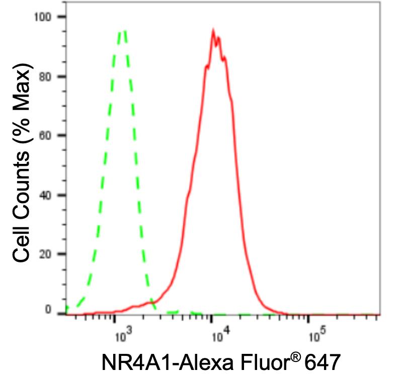NGFI-B alpha/Nur77/NR4A1 Antibody (24GB3420)