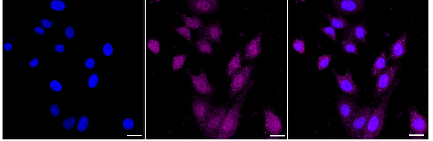 NGFI-B alpha/Nur77/NR4A1 Antibody (24GB3420)
