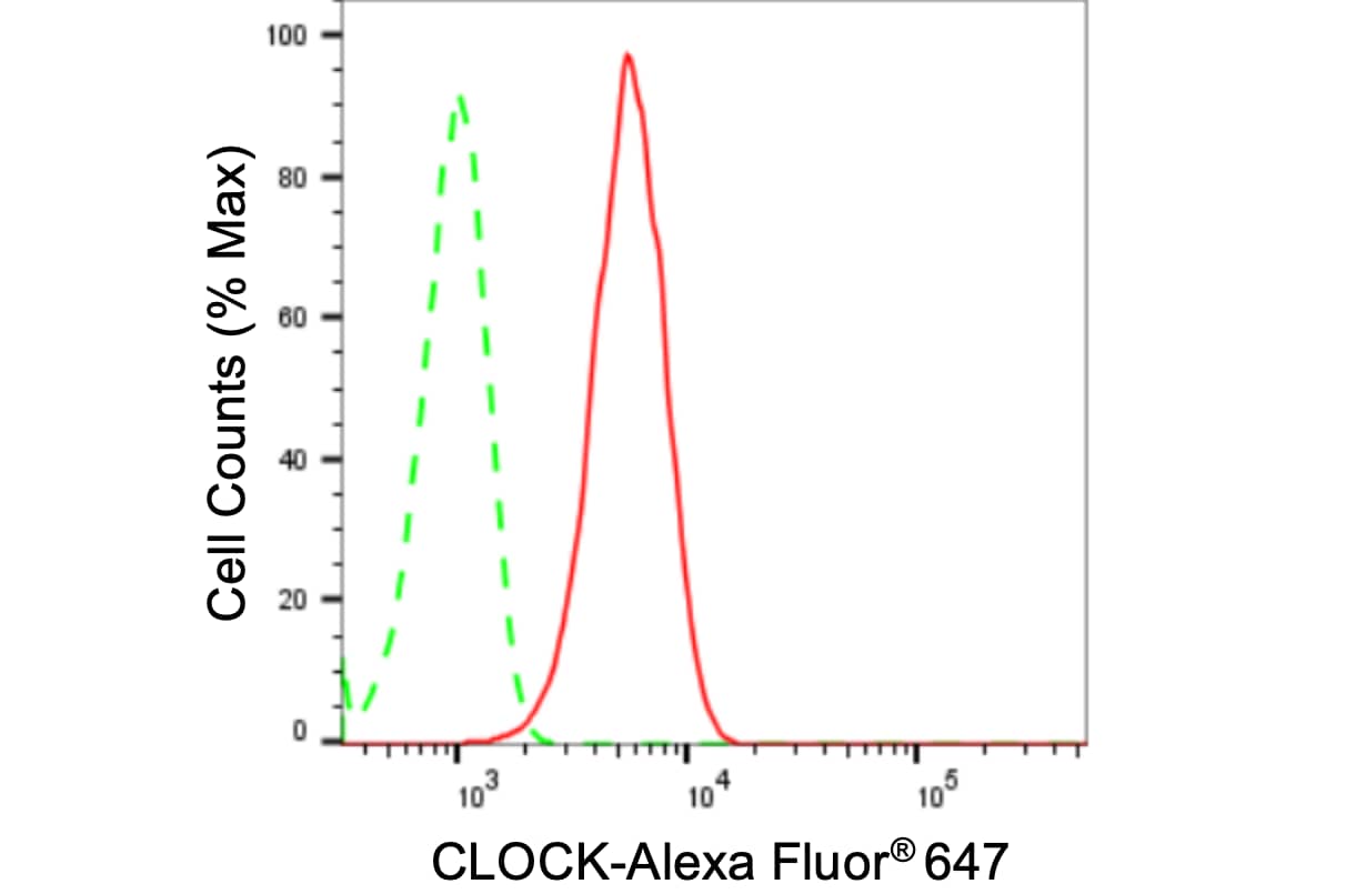 CLOCK Antibody (24GB3455)