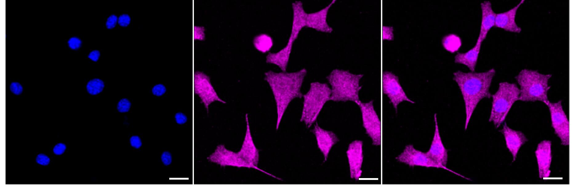 CLOCK Antibody (24GB3455)