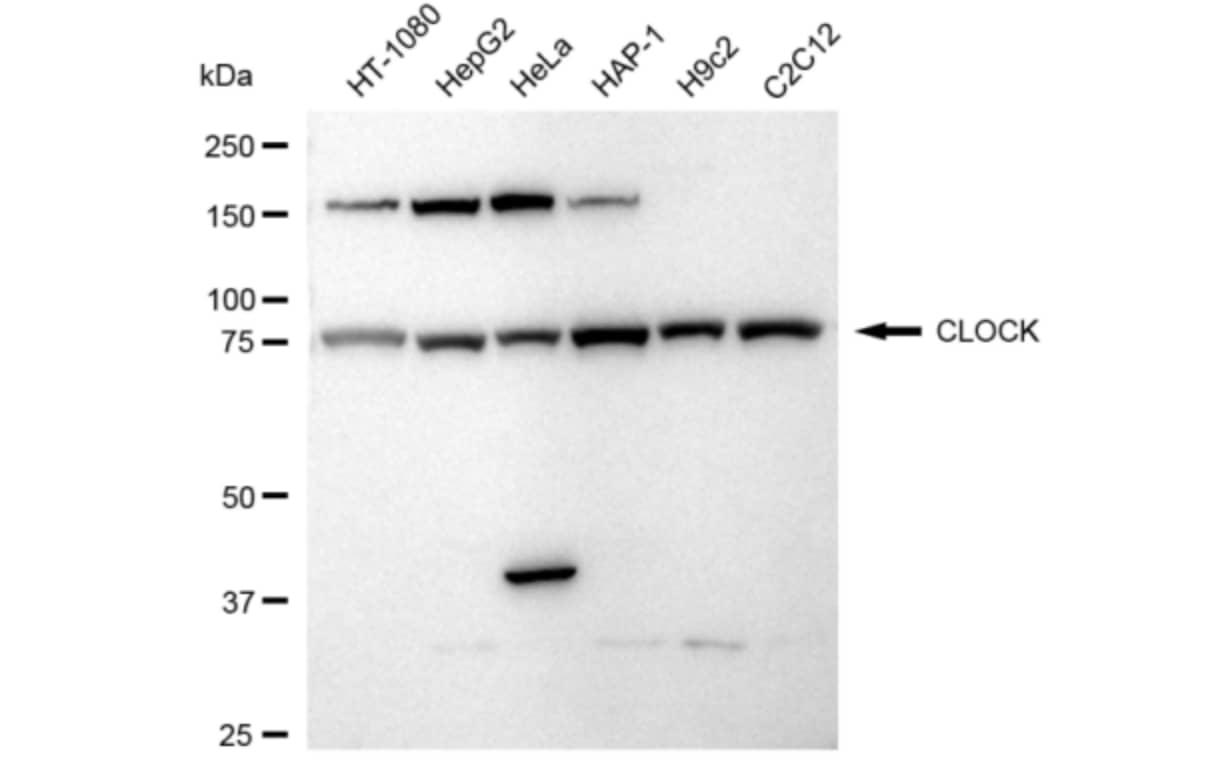 CLOCK Antibody (24GB3455)