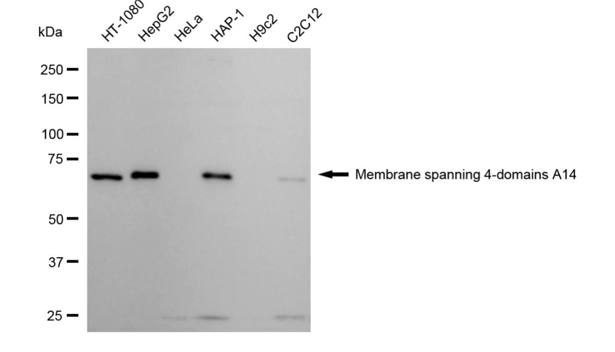 MS4A14 Antibody (24GB3545)