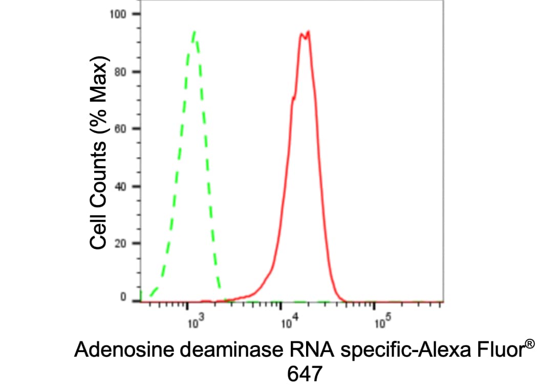 ADAR Antibody (24GB3705)