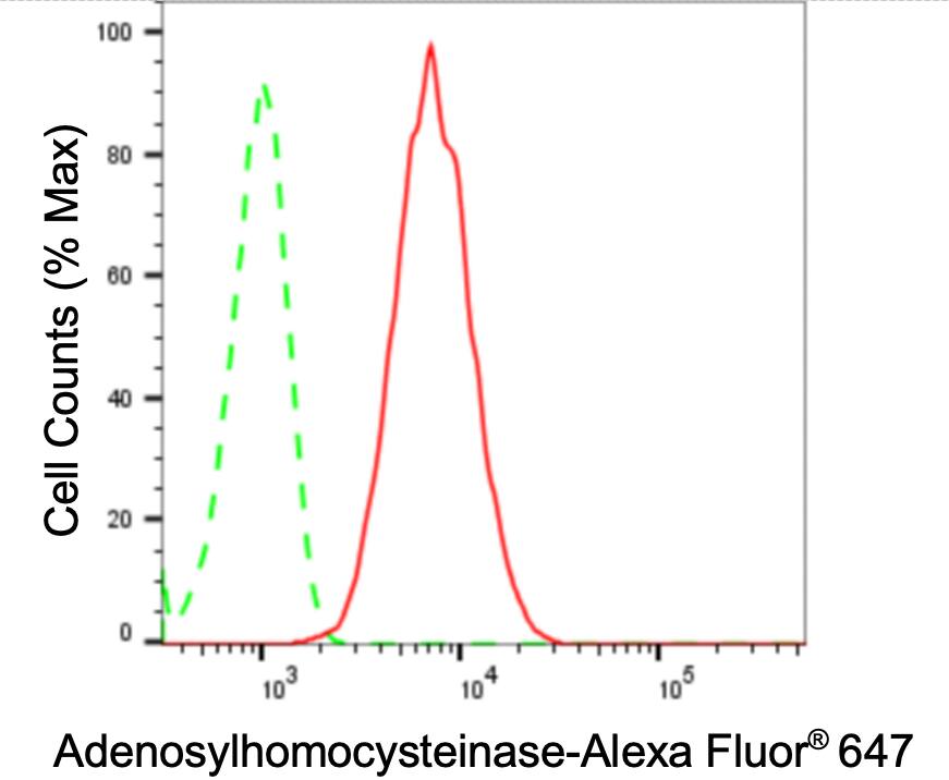 Adenosylhomocysteinase/AHCY Antibody (24GB3770)