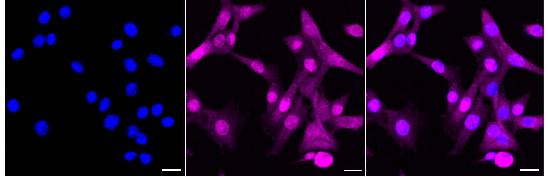 Adenosylhomocysteinase/AHCY Antibody (24GB3770)