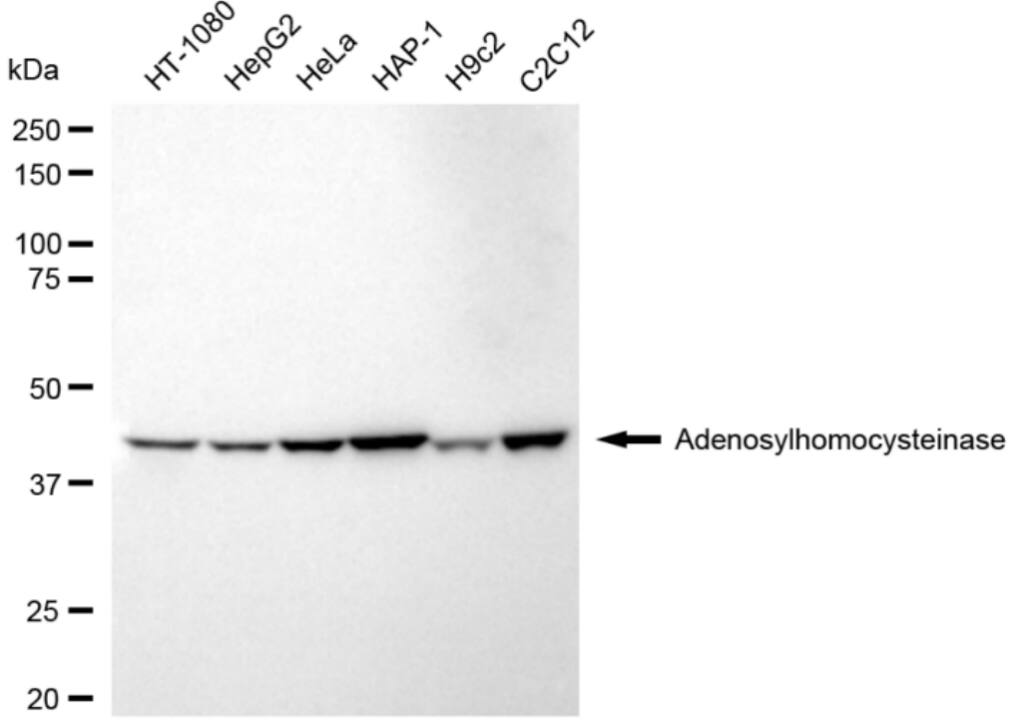 Adenosylhomocysteinase/AHCY Antibody (24GB3770)