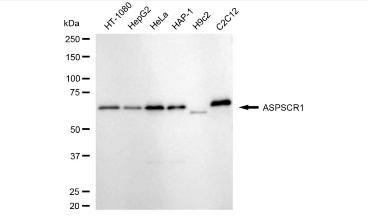 TUG Antibody (24GB3865)