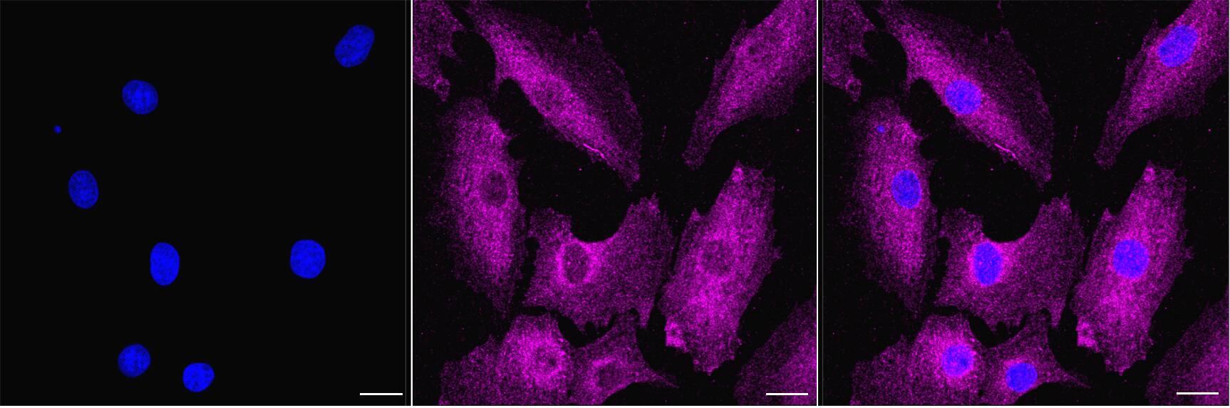 PAK1/2/3 [p Ser154] Antibody (24GB3960)