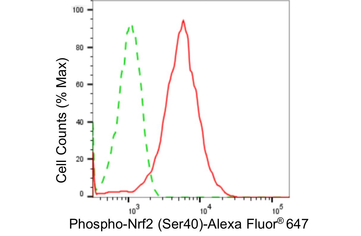 Nrf2 [p Ser40] Antibody (24GB4450)