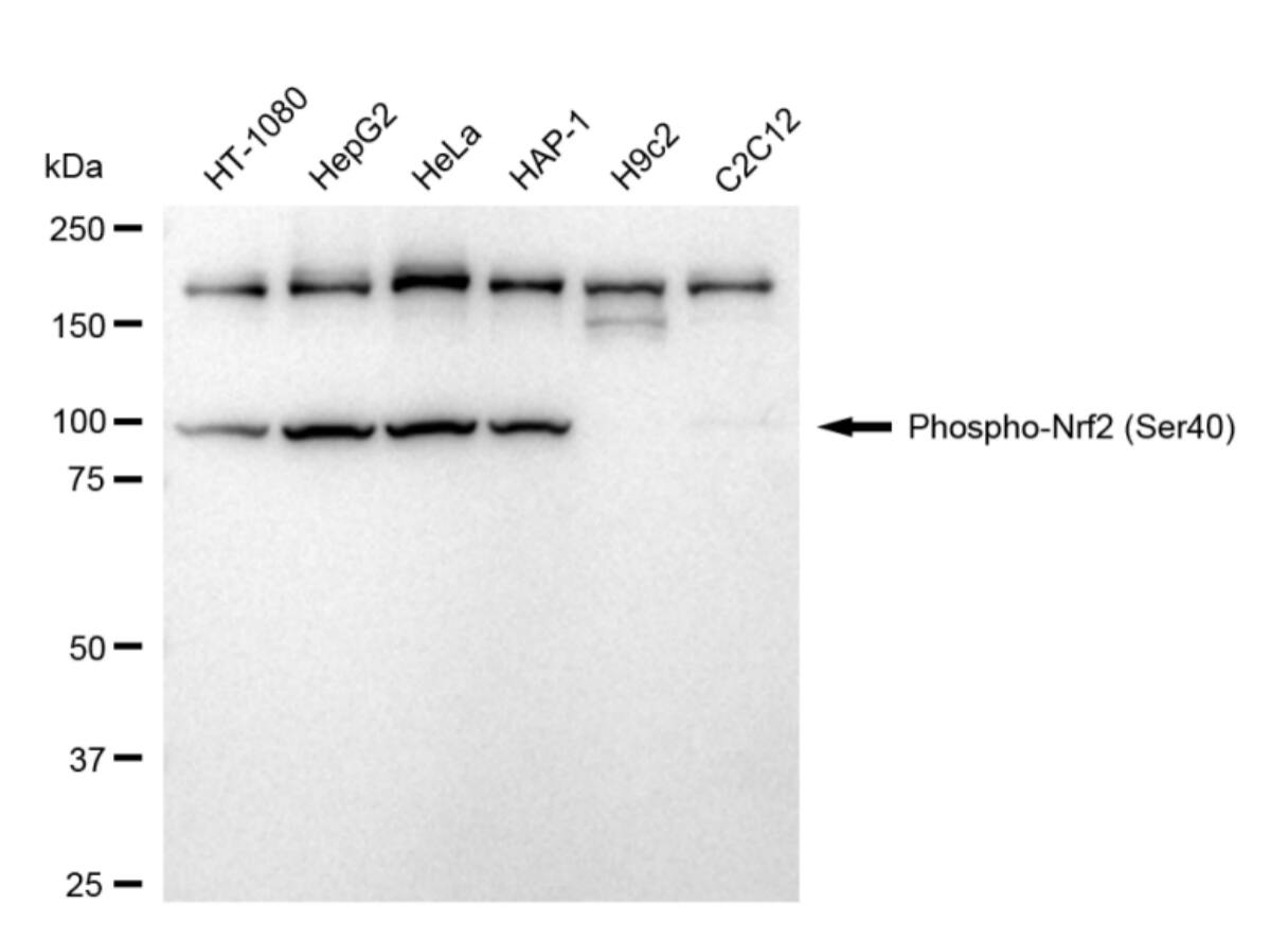 Nrf2 [p Ser40] Antibody (24GB4450)