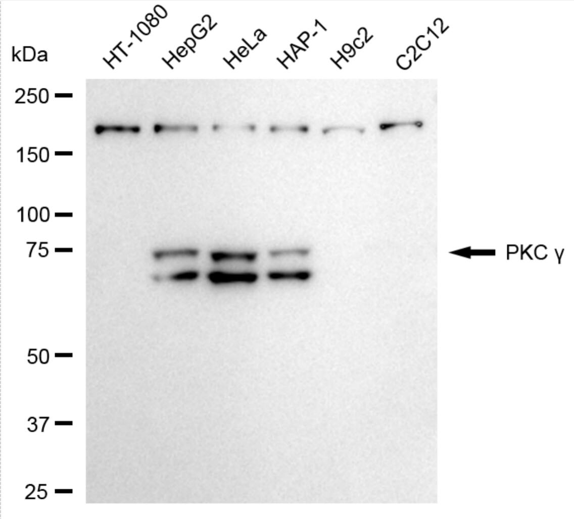 PKC gamma Antibody (24GB4495)