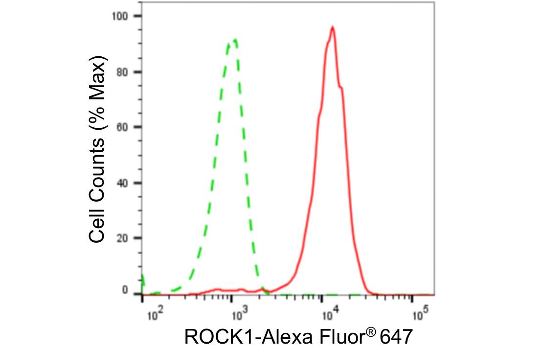 ROCK1 Antibody (24GB4535)