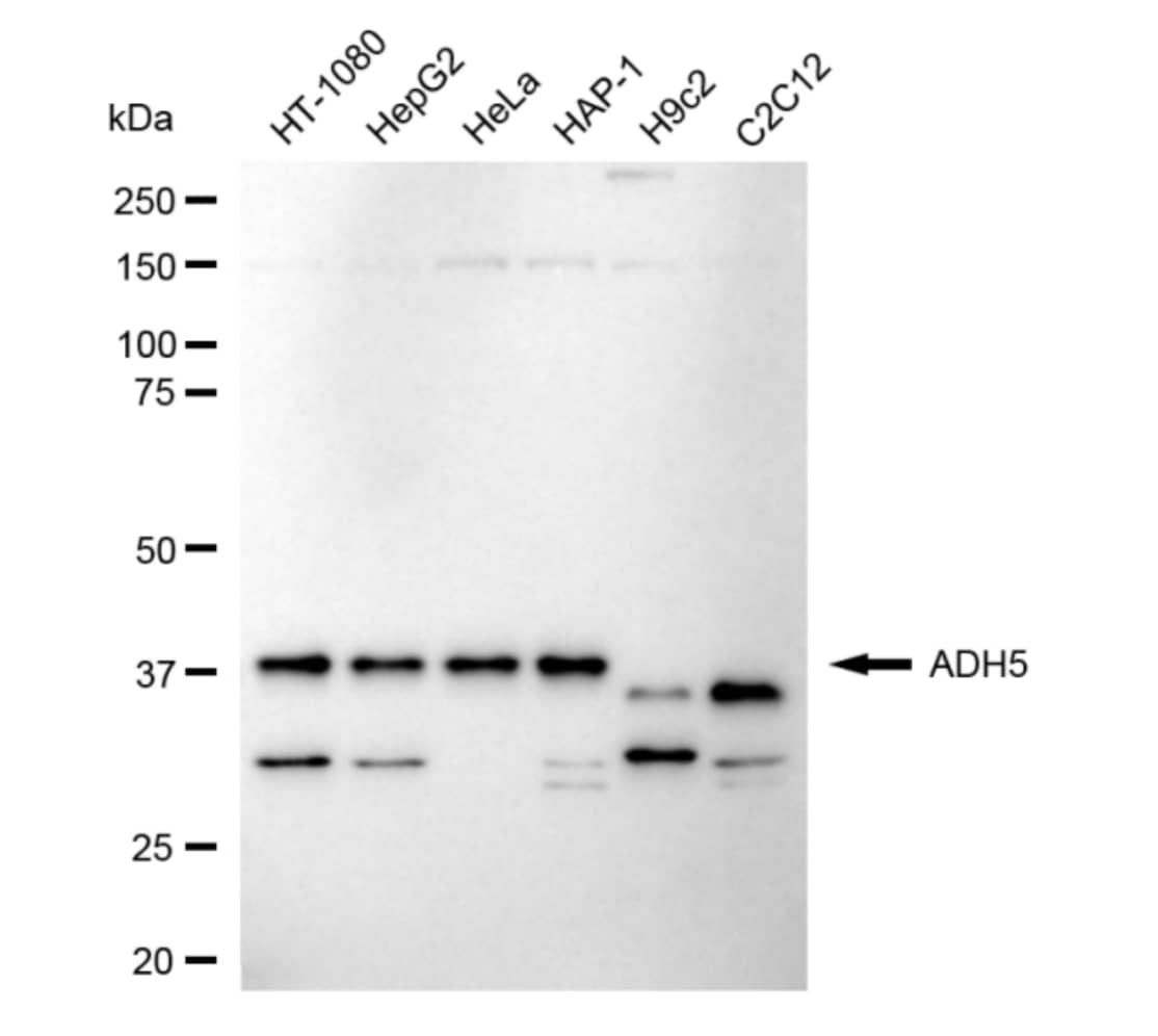 alcohol dehydrogenase 5 Antibody (24GB4695)