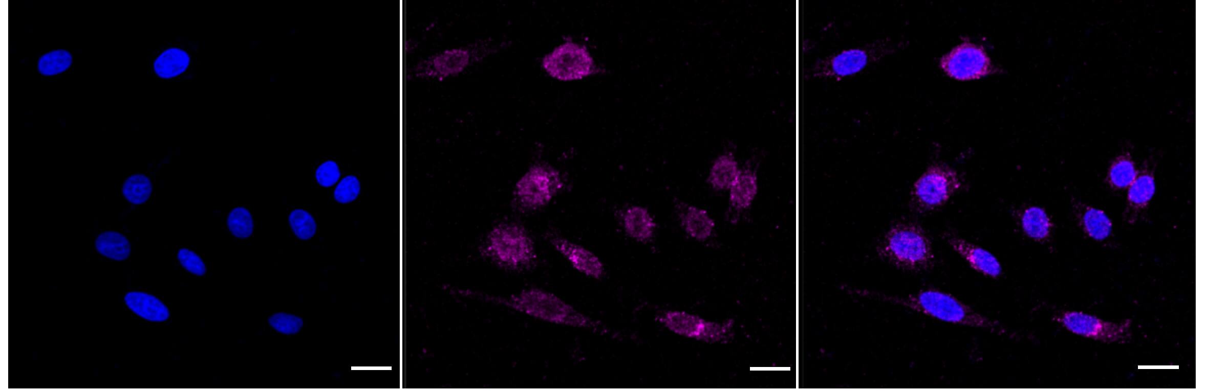 Aromatase Antibody (24GB4800)