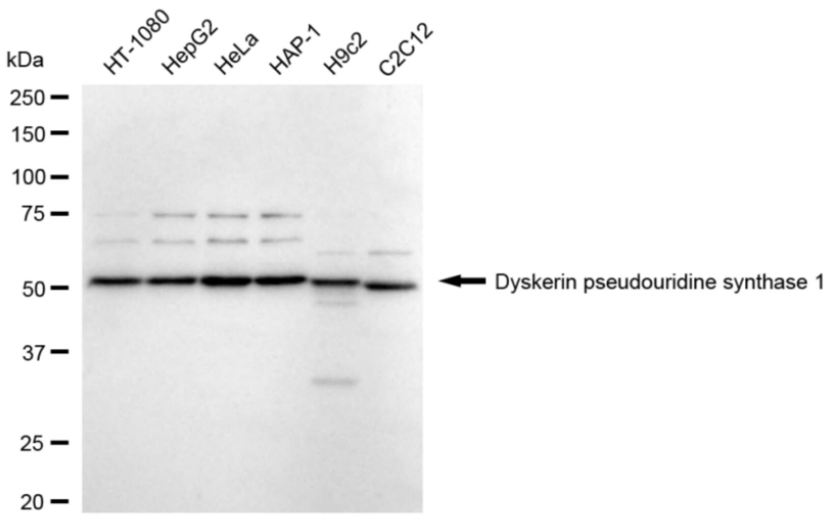 DKC1 Antibody (24GB4815)