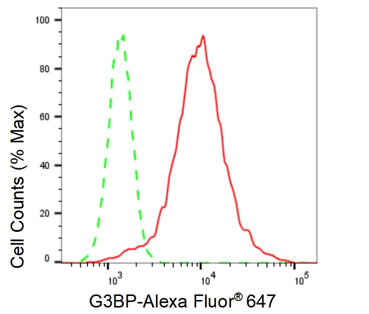 G3BP1 Antibody (23GB1725)