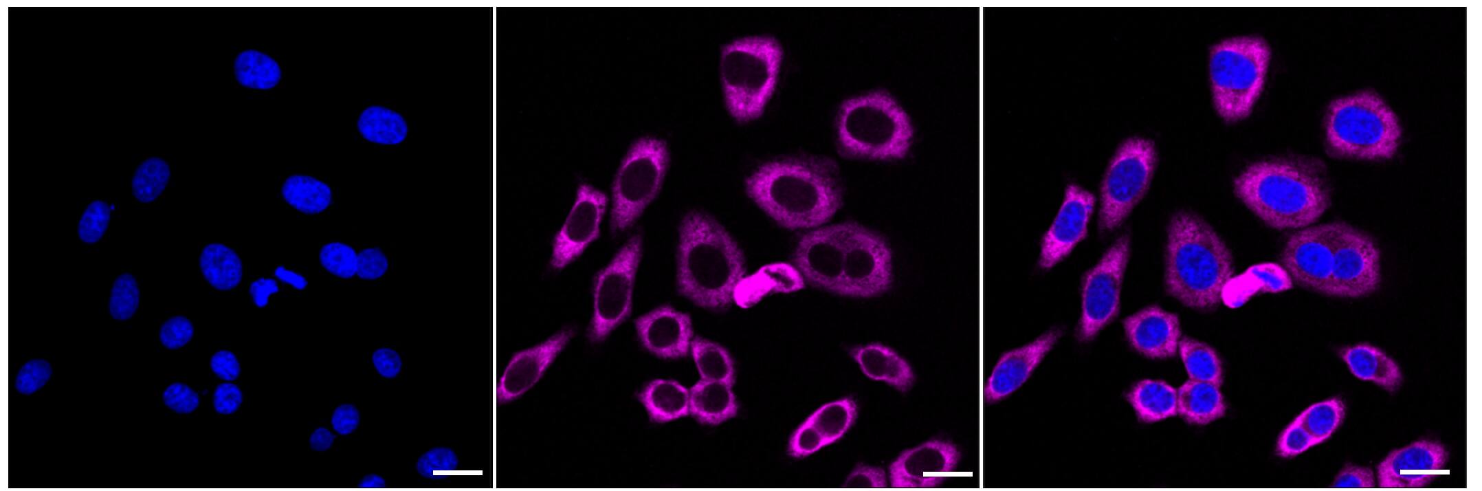 G3BP1 Antibody (23GB1725)