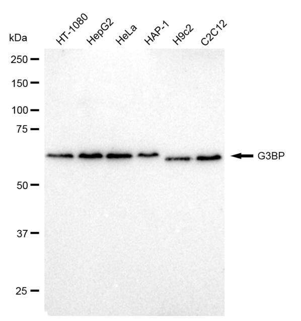 G3BP1 Antibody (23GB1725)