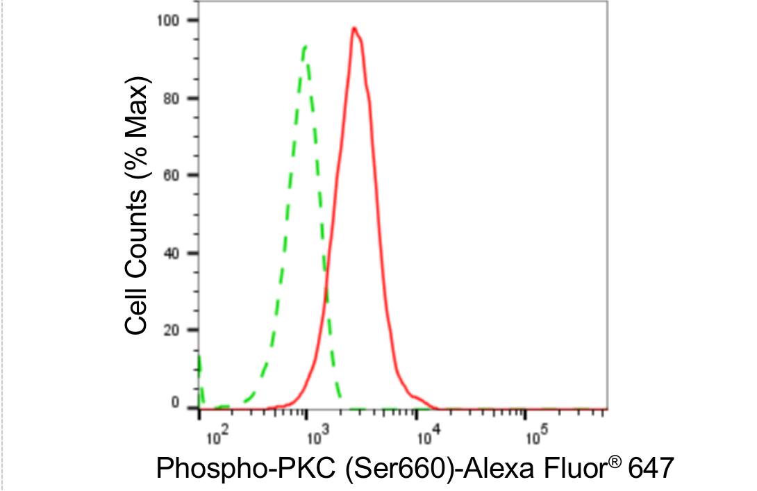 pan PKC [p Ser660] Antibody (24GB5450)