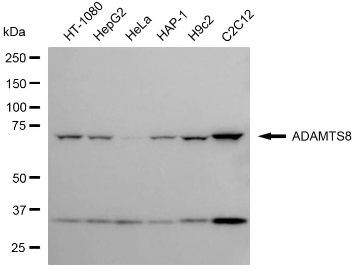 ADAMTS8 Antibody (24GB6510)