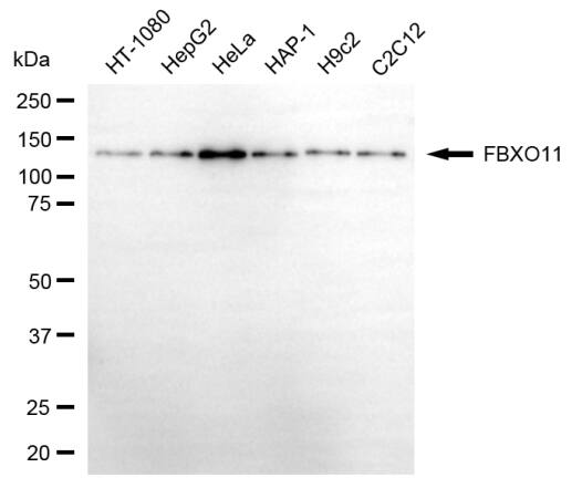 FBXO11 Antibody (24GB6550)