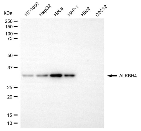 ALKBH4 Antibody (24GB6805)
