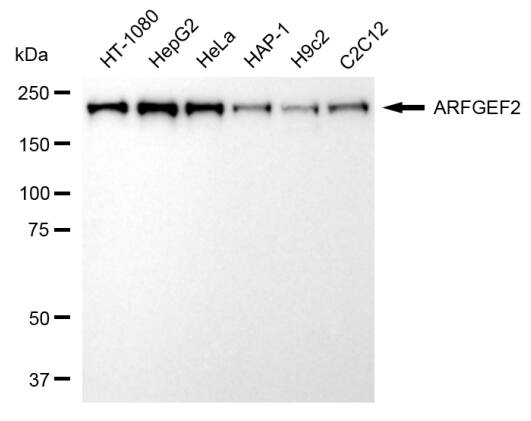 ARFGEF2 Antibody (24GB6840)