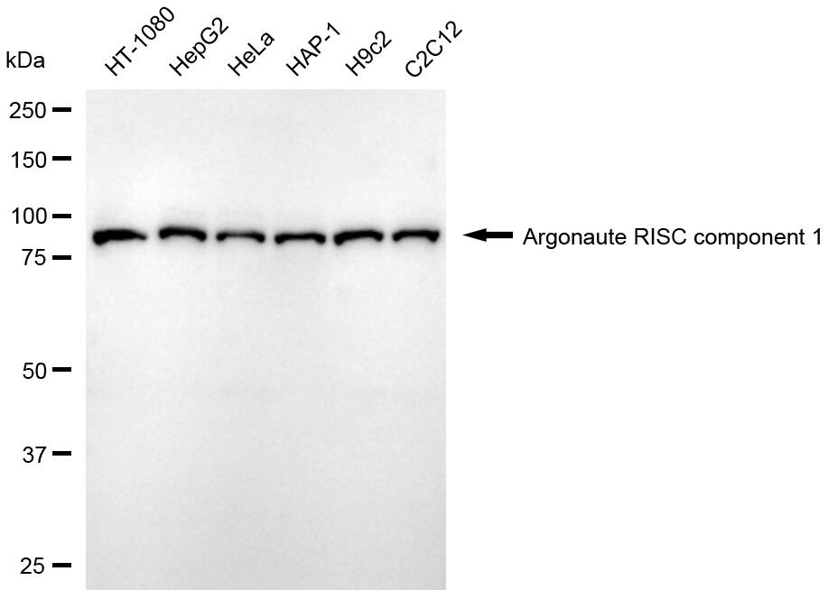 AGO1/EIF2C1 Antibody (24GB8080)