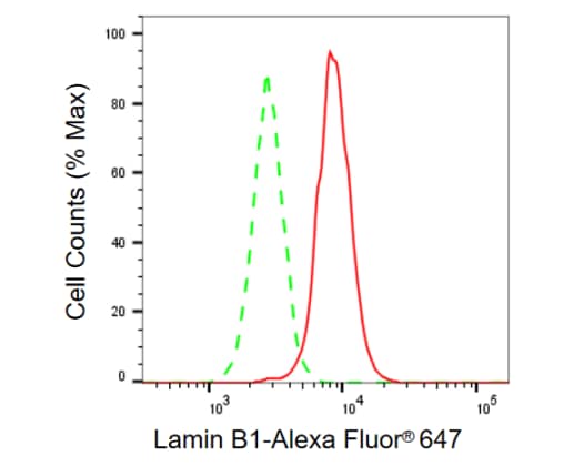 Lamin B1 Antibody (23GB915)