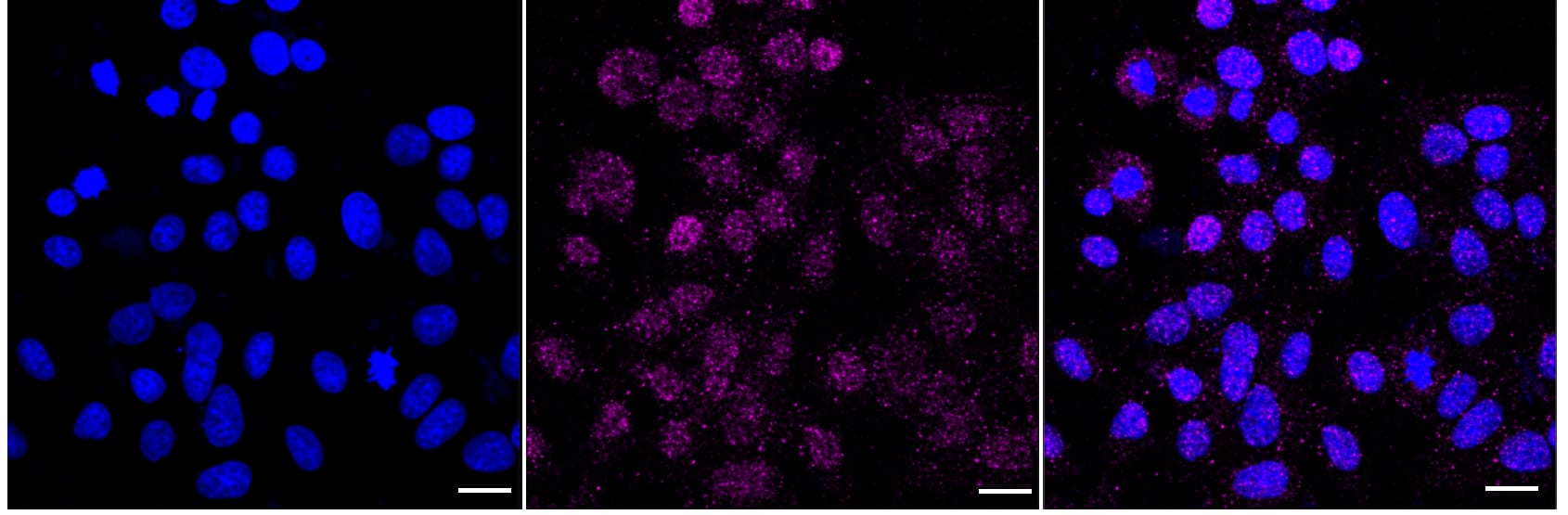 Lamin B1 Antibody (23GB915)